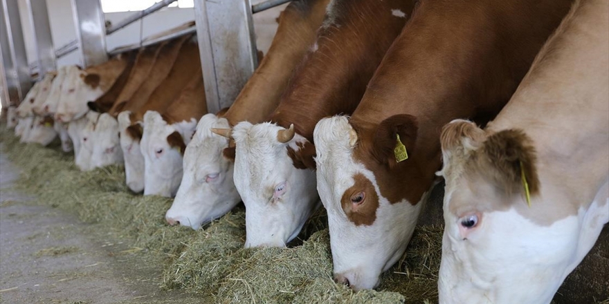 Türkiye'nin Hayvan Varlığı 70 Milyona Yaklaştı