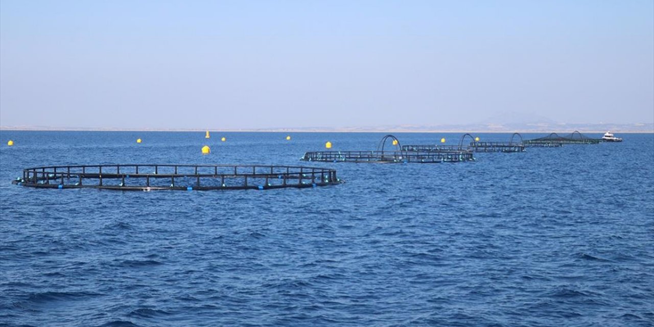 Adana'nın Su Ürünleri Potansiyeli Kafes Balıkçılığıyla Artacak