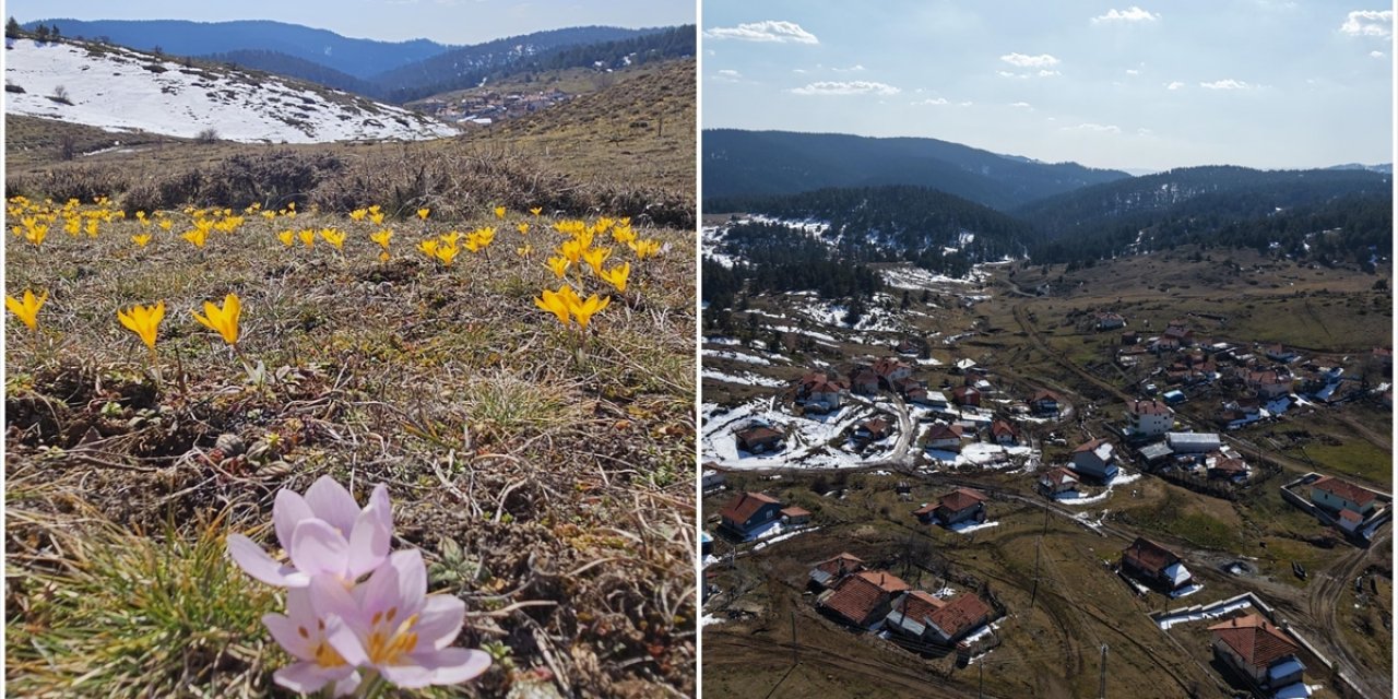 Çankırı'da Baharın Müjdecisi Çiğdemler Büyük Yayla'yı Sarıya Boyadı