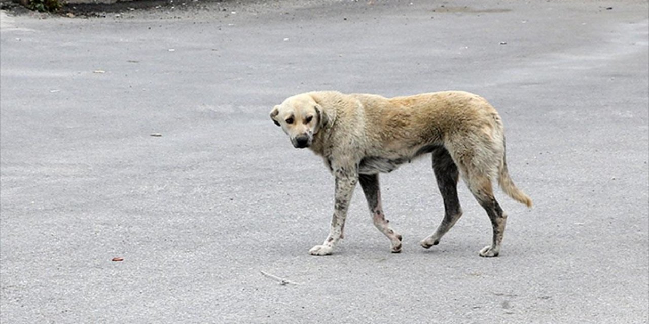 Erzurum'da Ekmek Almaya Giderken Sahipsiz Köpeklerin Saldırdığı Çocuk Ağır Yaralandı