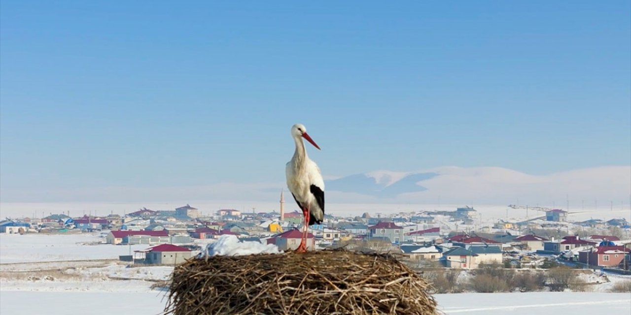 Baharın Müjdecisi Leylekler Ardahan'daki Yuvalarına Dönmeye Başladı