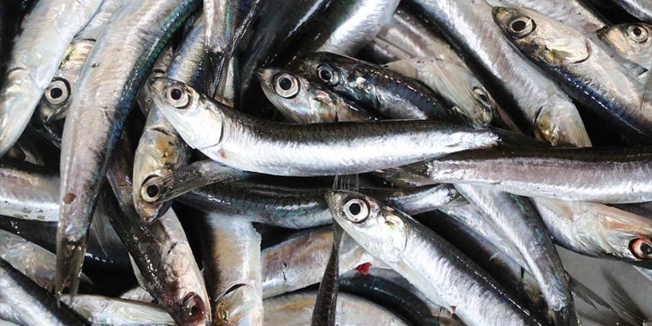 Tekirdağ'da Ramazanda Tezgahların Gözdesi "Hamsi"