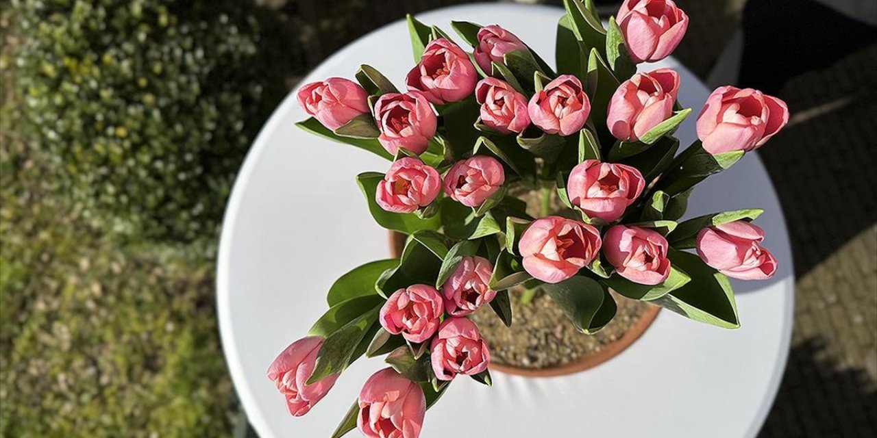 Hollanda'da Yetiştirilen Özel Lale Türüne "Kızılırmak" İsmi Verildi