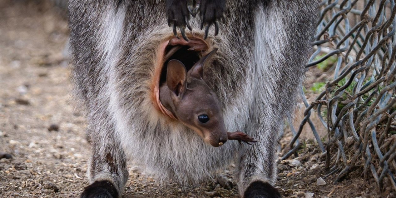 Kanguru Yavruları Annelerinin Kesesinden Ayrılmak İçin Gün Sayıyor