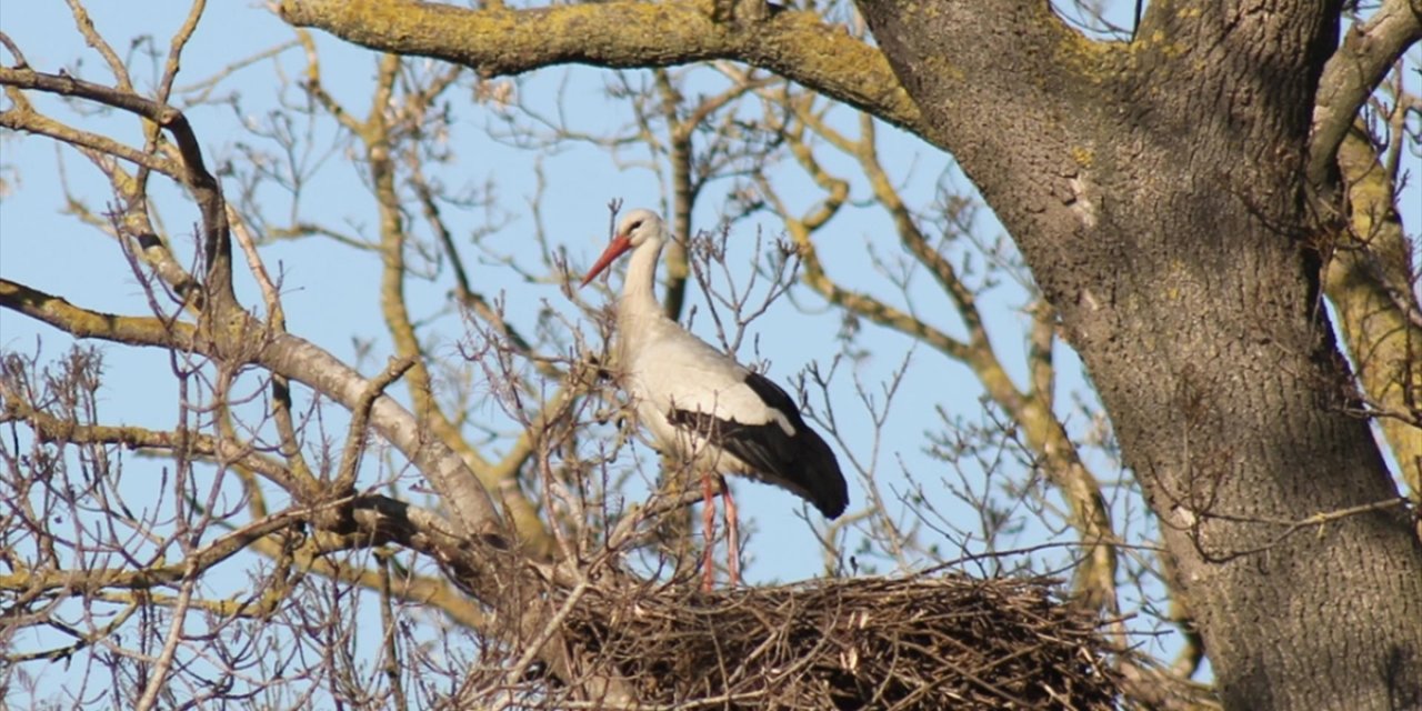 Kızılırmak Deltası Kuş Cenneti'nde Baharın Habercisi Leylekler Yuvalarına Erken Dönüyor