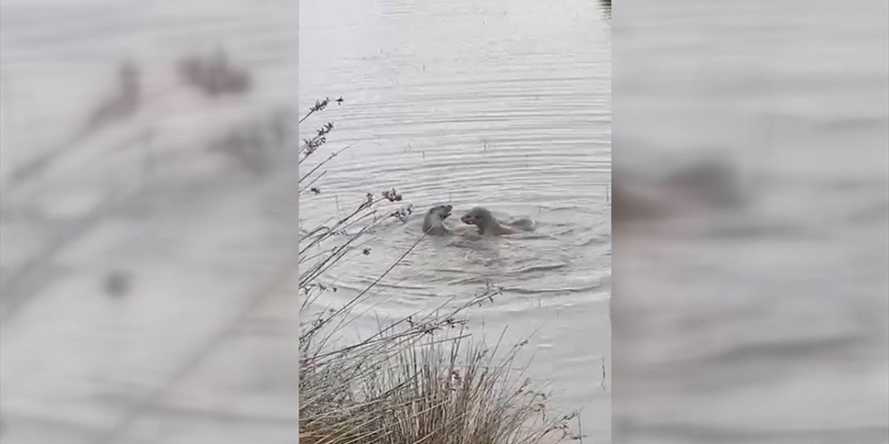 Bafra Kızılırmak Deltası'nda Su Samurlarının Oynadığı Anlar Görüntülendi