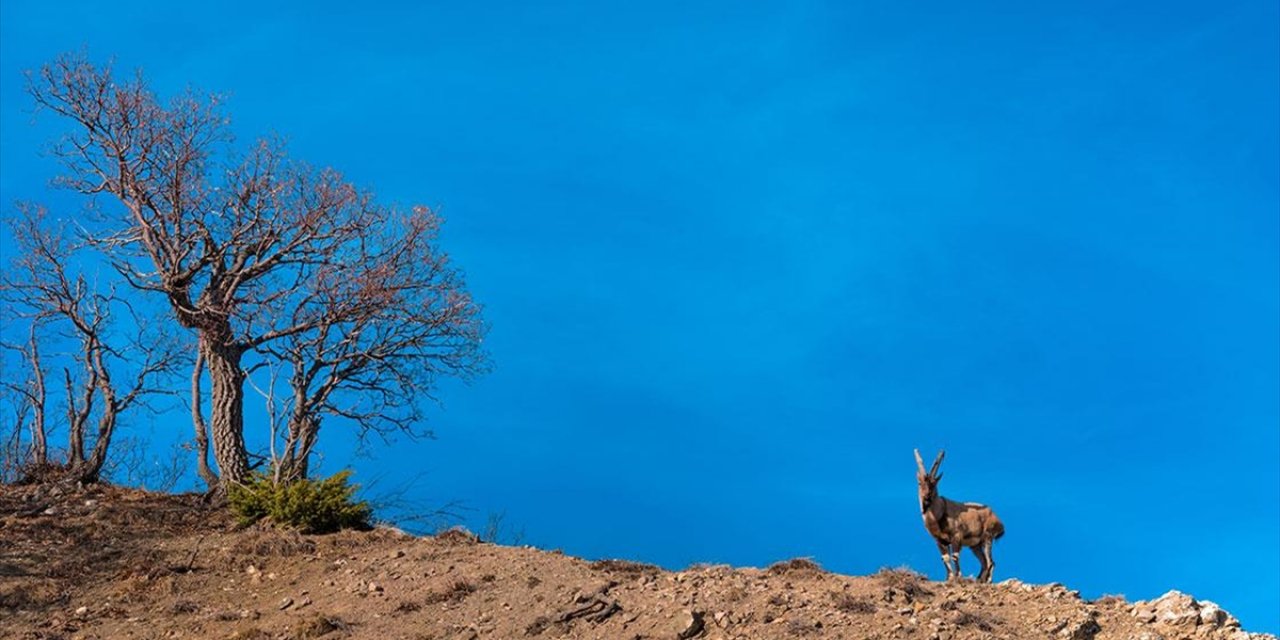 Bingöl'de Yaban Keçisi Görüntülendi