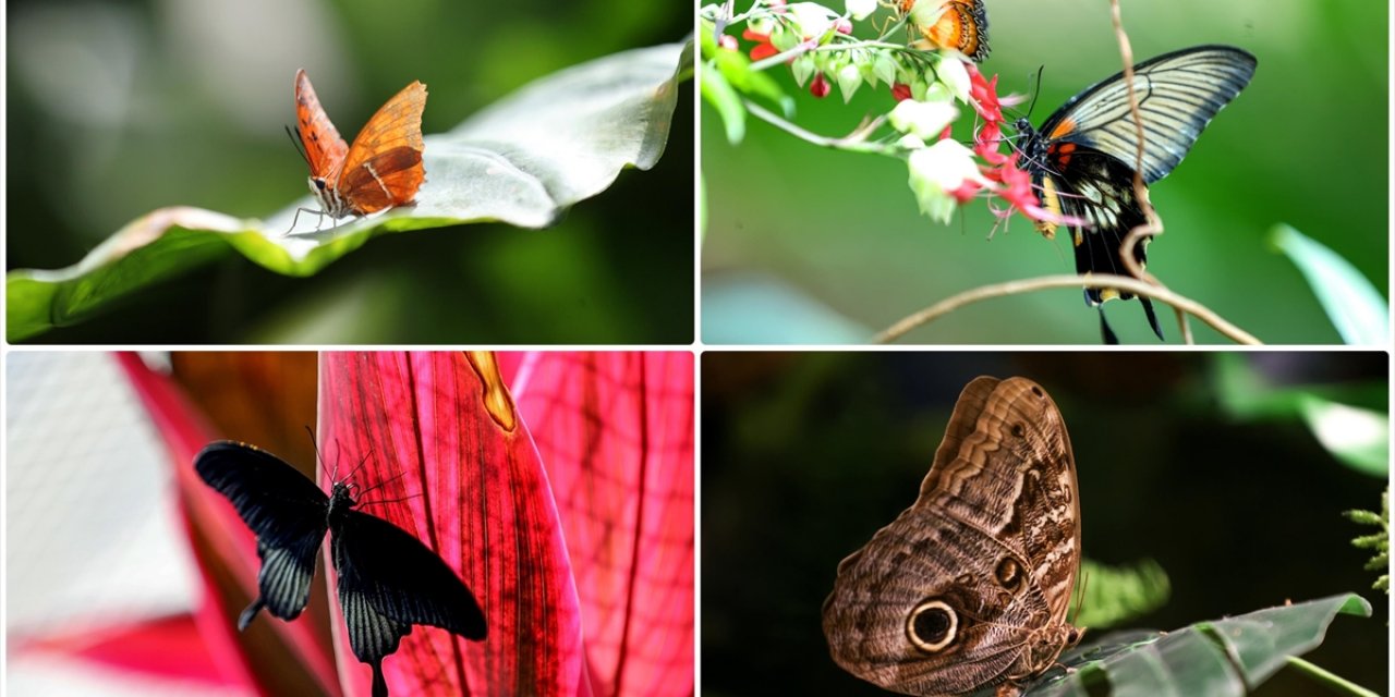 Konya Tropikal Kelebek Bahçesi 10 Yılda Yaklaşık 4 Milyon Ziyaretçiyi Ağırladı