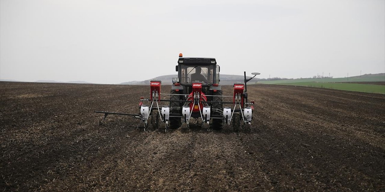 Sıcakların Erken Başladığı Edirne'de Ayçiçeği Üreticilerine "Erken Ekim" Önerisi