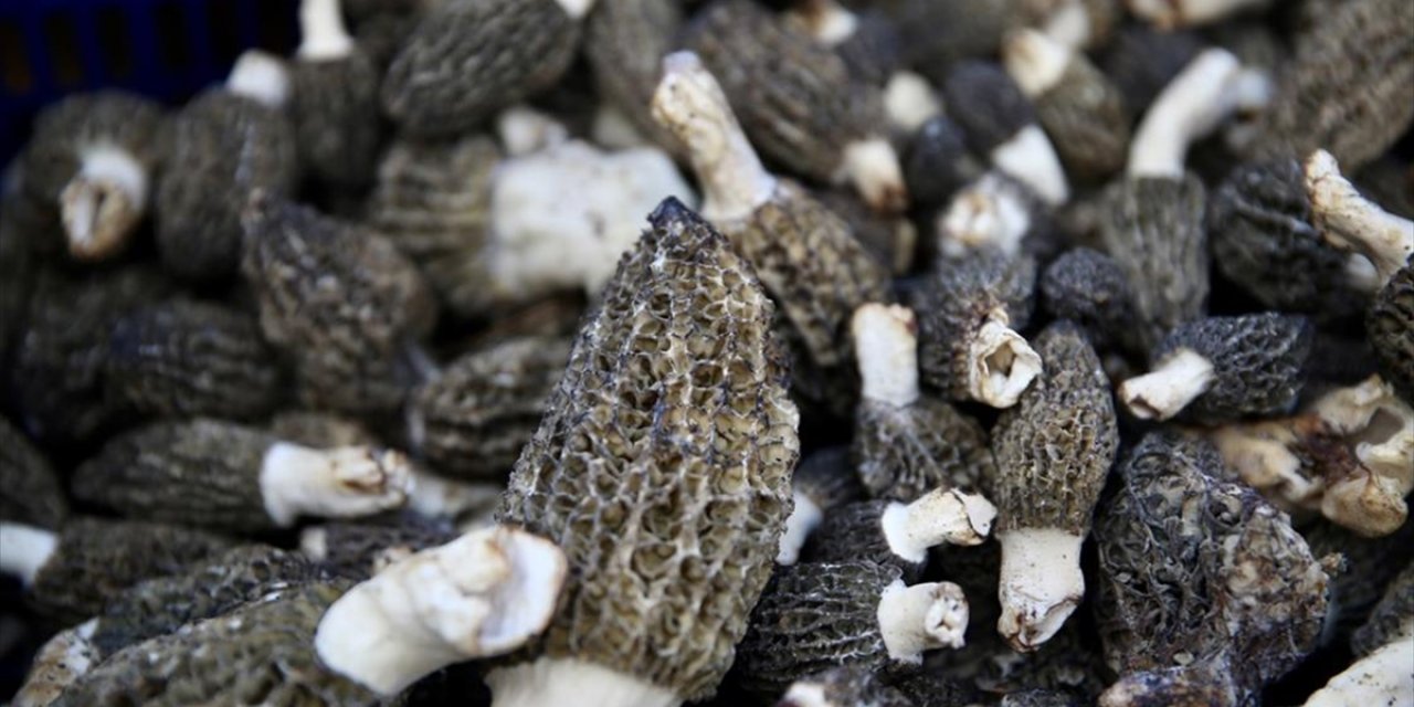 Muğla'da Yağışın Az Olması Kuzugöbeği Mantarının Rekoltesini Düşürdü