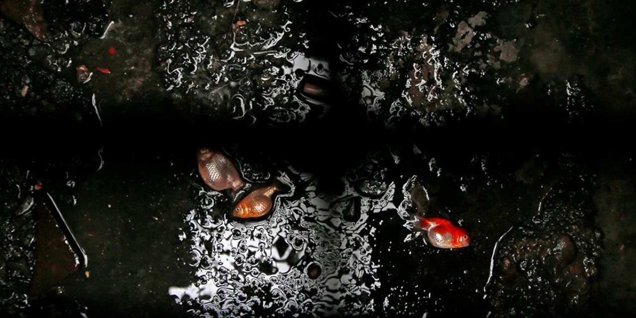 İran'da Nevruz'un Sembolü Milyonlarca Japon Balığı Uygunsuz Şartlar Nedeniyle Ölüyor