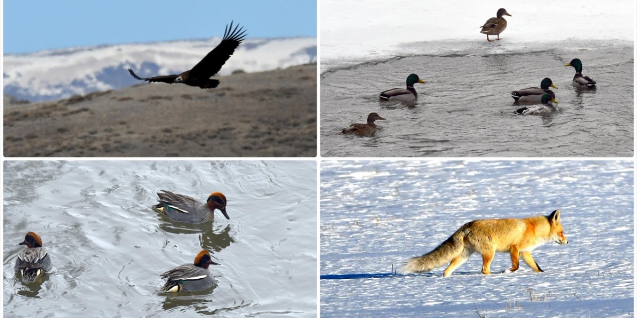 Kars'ta Isınan Havayla Yaban Hayatı Canlandı