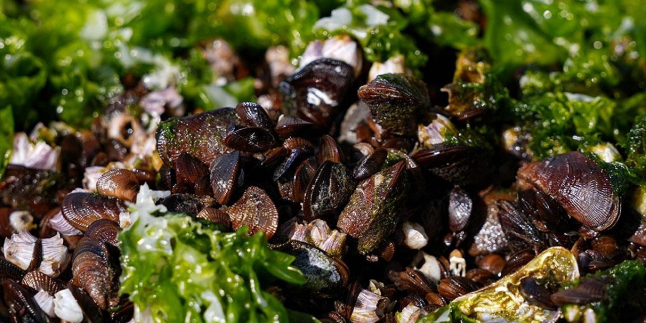 İzmir Körfezi'ndeki Kirliliğin Çözümü İçin Midyelerle Bilimsel Çalışma Yapıldı