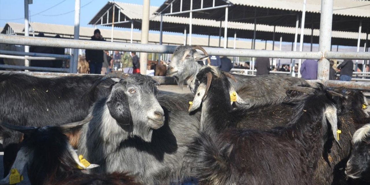 Şap Hastalığı Tedbirleri Kapsamında Geçici Kapatılan Şarkışla Canlı Hayvan Pazarı Yeniden Açılacak