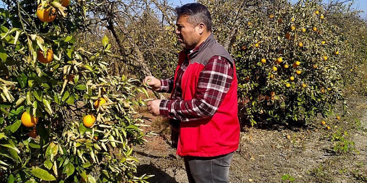 Muğla'da Don Vuran Narenciye Bahçelerinde Hasar Tespit Çalışması Yapılıyor