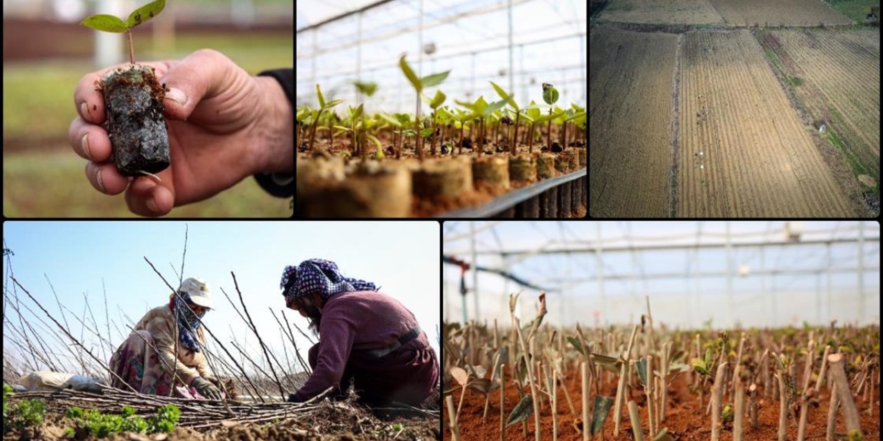 Bursa'da Yılda 10 Milyon Anaç Fidan Üretiliyor