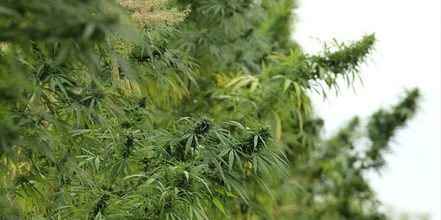 Samsun'da Kenevir Tohumu Hasadı Başladı