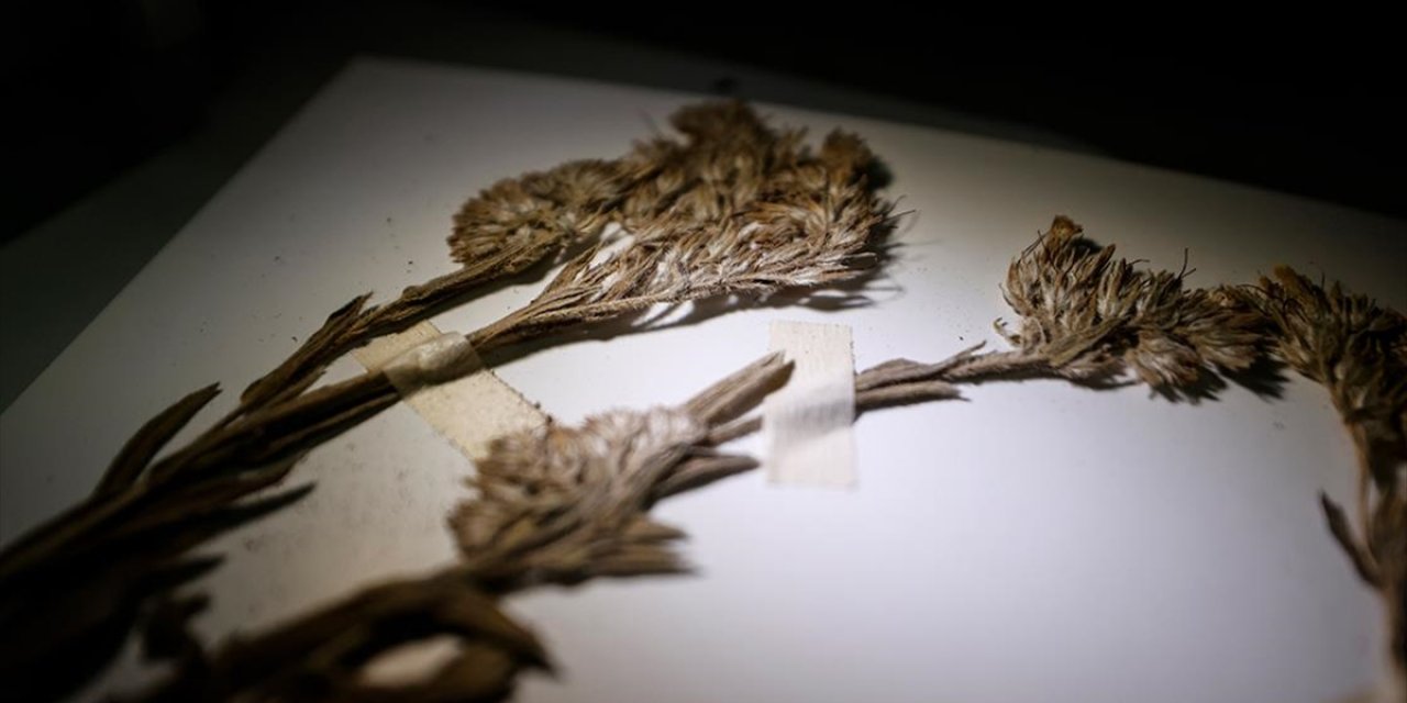 Tunceli'de Yeni Bir Bitki Türü Keşfedildi