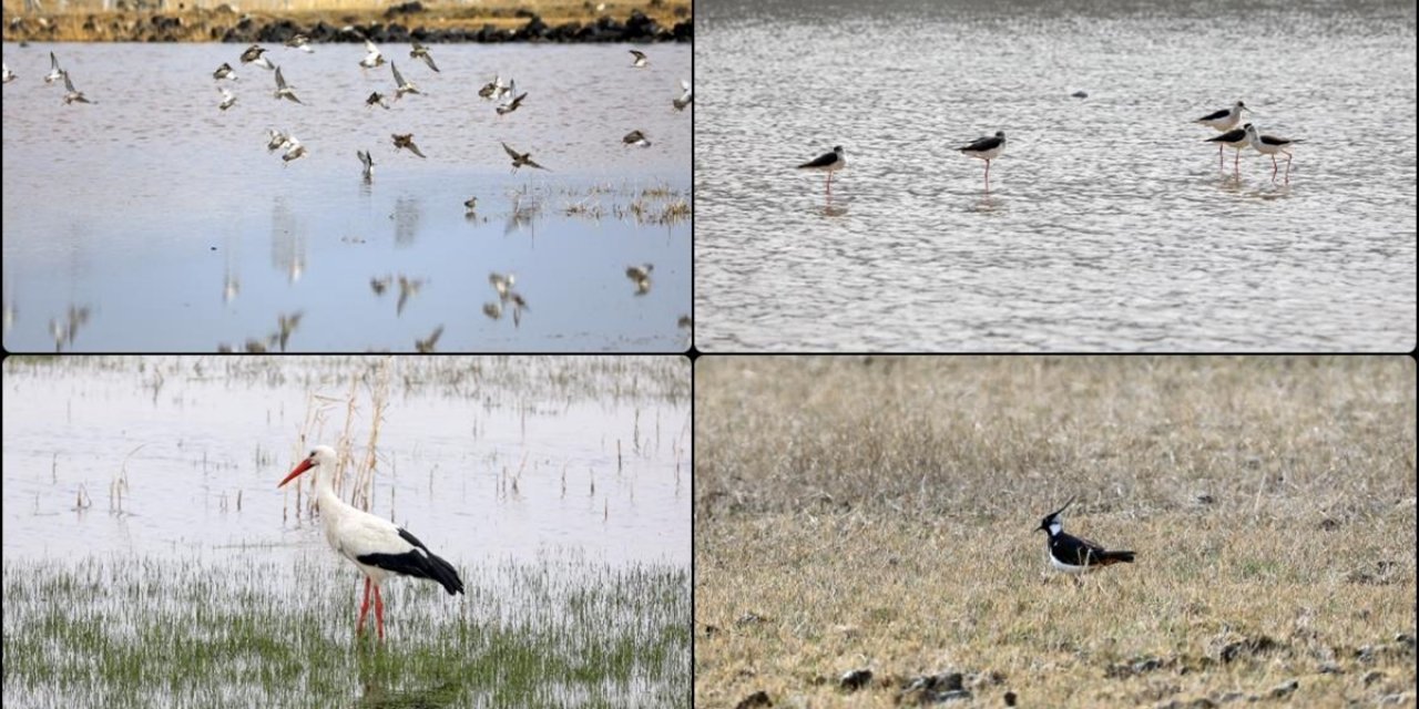 İlkbaharın Gelişiyle Ağrı Dağı'nın Etekleri Göçmen Kuşlarla Şenlendi
