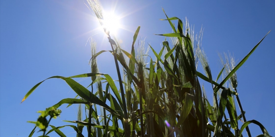 Çiftçilere 1 Milyon Liralık Tohum Desteği