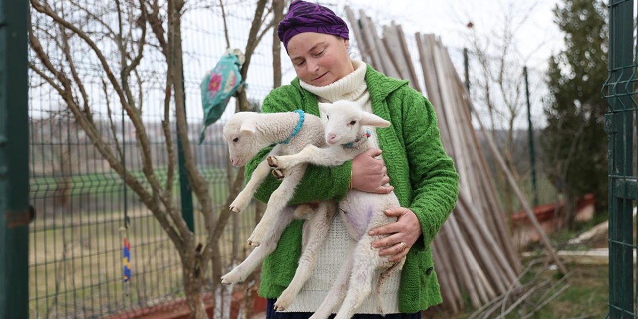 Kırklarelili Besici Kadın, Annelerinin Kabullenmediği Kuzulara Evinde Bakıyor