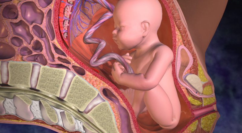 BELÇİKA'DA YAPILAN BİR ÇALIŞMADA HAVA KİRLİLİĞİNİN PLASENTAYA KADAR İNEREK DOĞMAMIŞ BEBEKLERİ DE ETKİLEDİĞİ GÖZLEMLENDİ