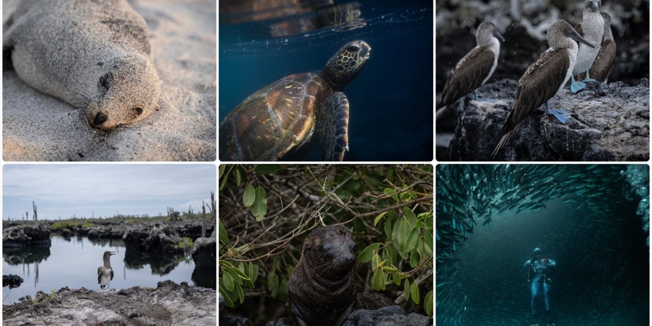 Bitki, Hayvan ve Deniz Araştırmacılarının İlgi Odağı: Galapagos Adaları