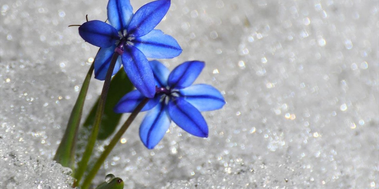 Kars'ta "Baharın Müjdecisi" Kardelen ve Çiğdemler Doğayı Süsledi