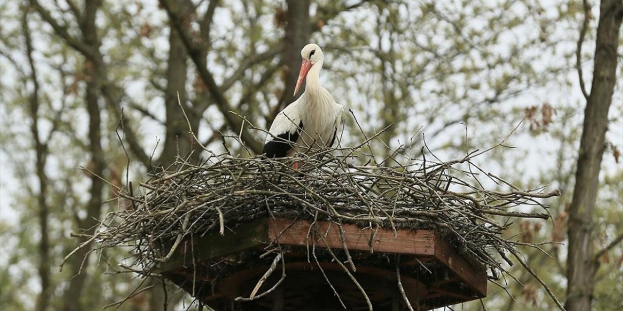 Ormanya, Göç Yorgunu Leyleklere "Sığınak" Oldu