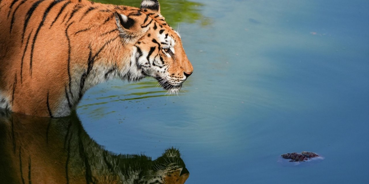 Nepal'de Bengal Kaplanlarının Sayısı Son 12 Yılda Üçe Katlandı