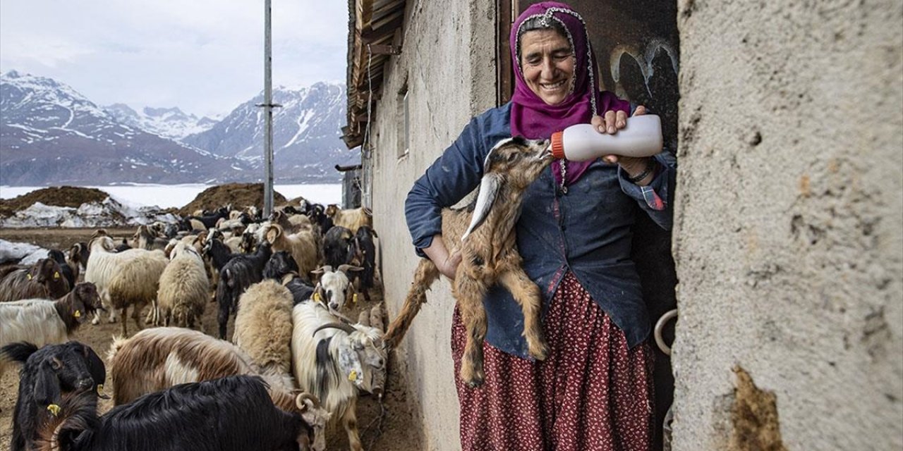 Tuncelili Besiciler Baharın Müjdecisi Oğlak ve Kuzuları Büyütme Telaşında