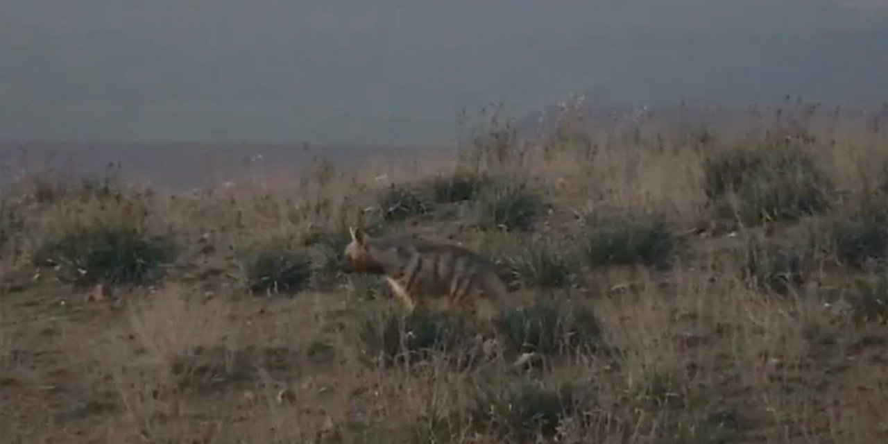 Hatay'da Nesli Tükenme Tehlikesi Altındaki Çizgili Sırtlan Görüntülendi