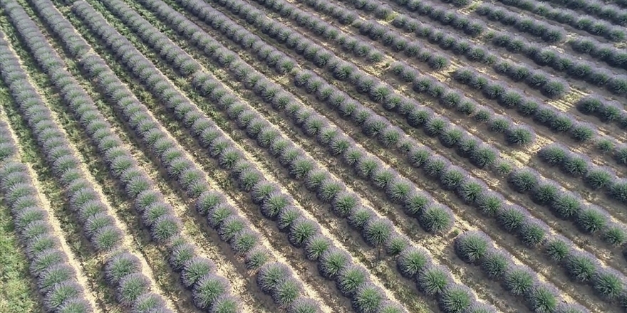 Çiftçilere 200 Milyon Metrekare Hazine Arazisi Kiraya Verilecek