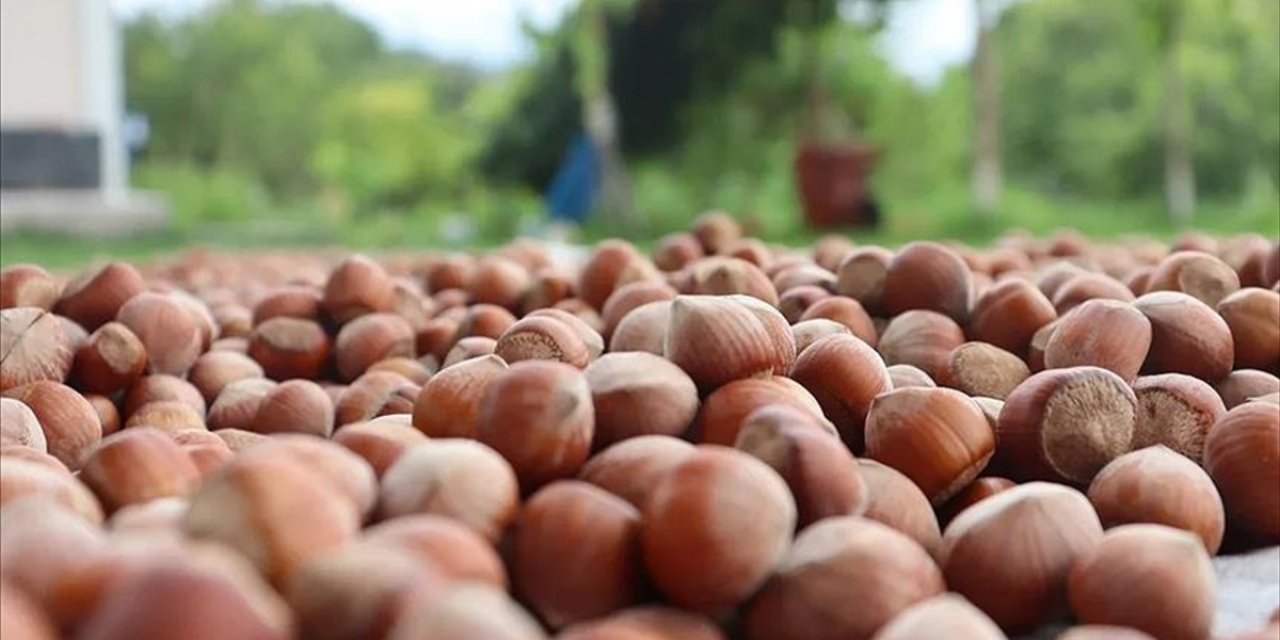 Türkiye, Fındık İhracatından 7 Ayda 1,7 Milyar Doları Aşkın Gelir Sağladı