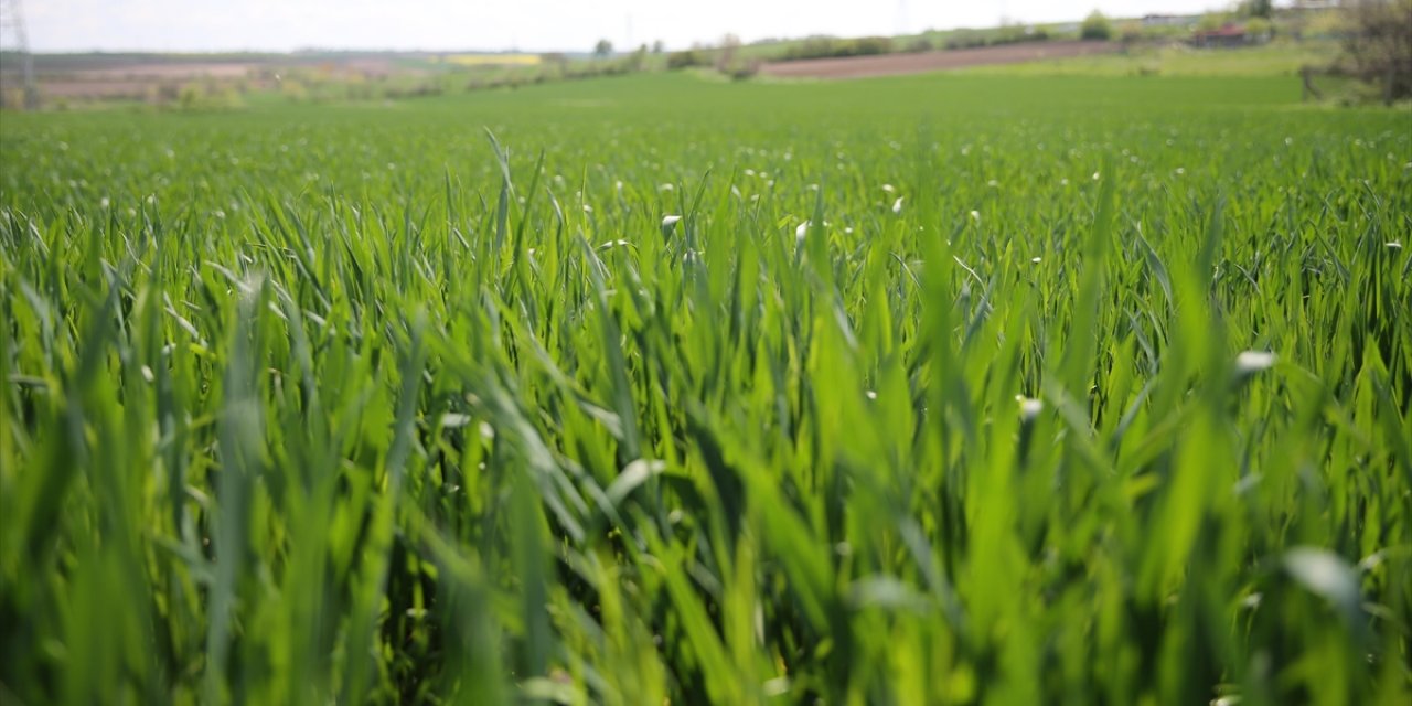Edirne'de Etkili Olan Yağışlar Buğdayda Verim Beklentisini Yükseltti