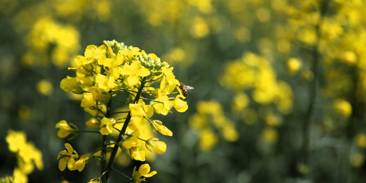 Edirne'de Sarı Çiçeklerini Açan Kanolalar Tarlaları Renklendirdi