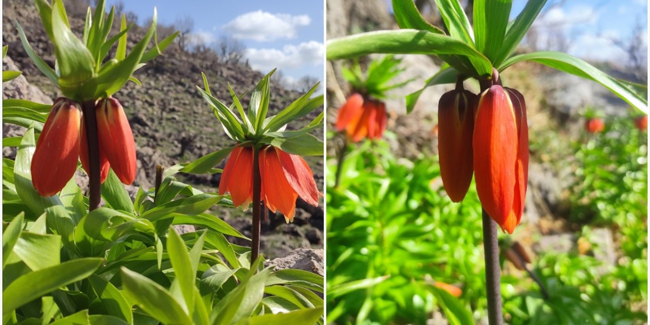 Batman'da Baharda Açan Ters Laleler Doğayı Renk Kattı