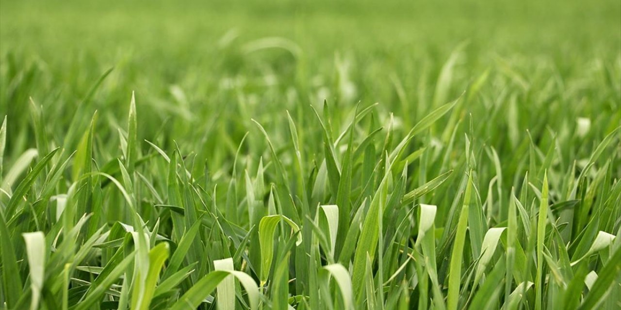 Trakya'daki Kar Yağışı Tarla Bitkilerinde Kuraklık Stresini Ortadan Kaldırdı