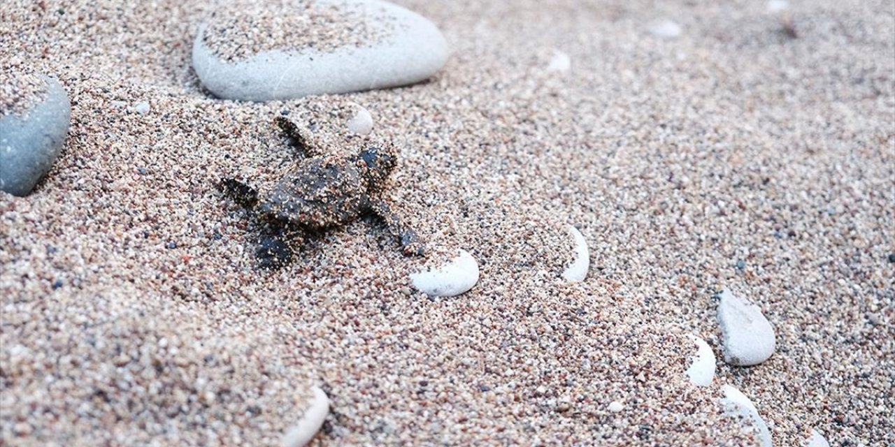 Çıralı Sahili'nde Caretta Caretta Yavrularının Yuvalarından Denize Yolcuğu Başladı