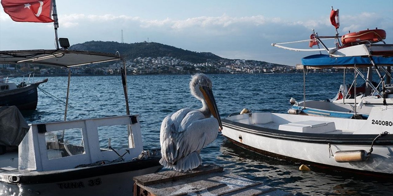 Pelikan "Tosun" Yaralı Olarak Sığındığı Foça'nın Maskotu Oldu