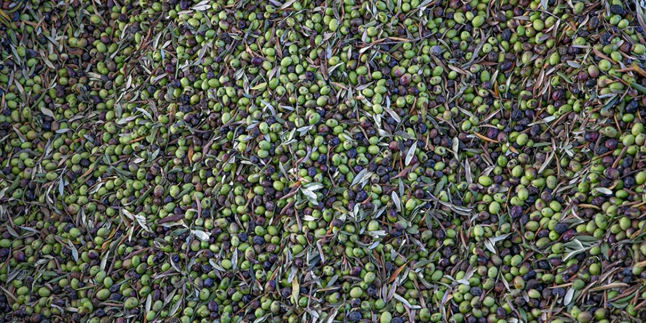 Türkiye Sofralık Zeytin Üretiminde Dünyada Zirveye Yerleşti