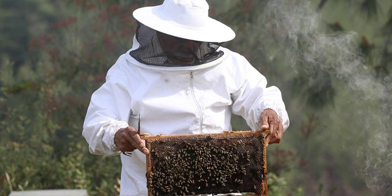 Tescilli Hatay Arısının Bal Veriminin Artırılması İçin Islah Çalışması Yürütülüyor