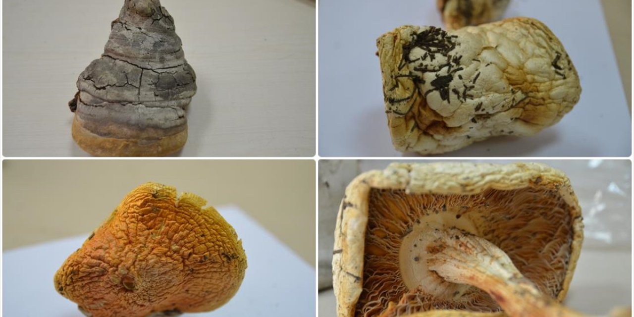 Konya'da 30 Bin Örnek Mantarla Öğrencilere Uygulamalı Eğitim Fırsatı Sunuluyor