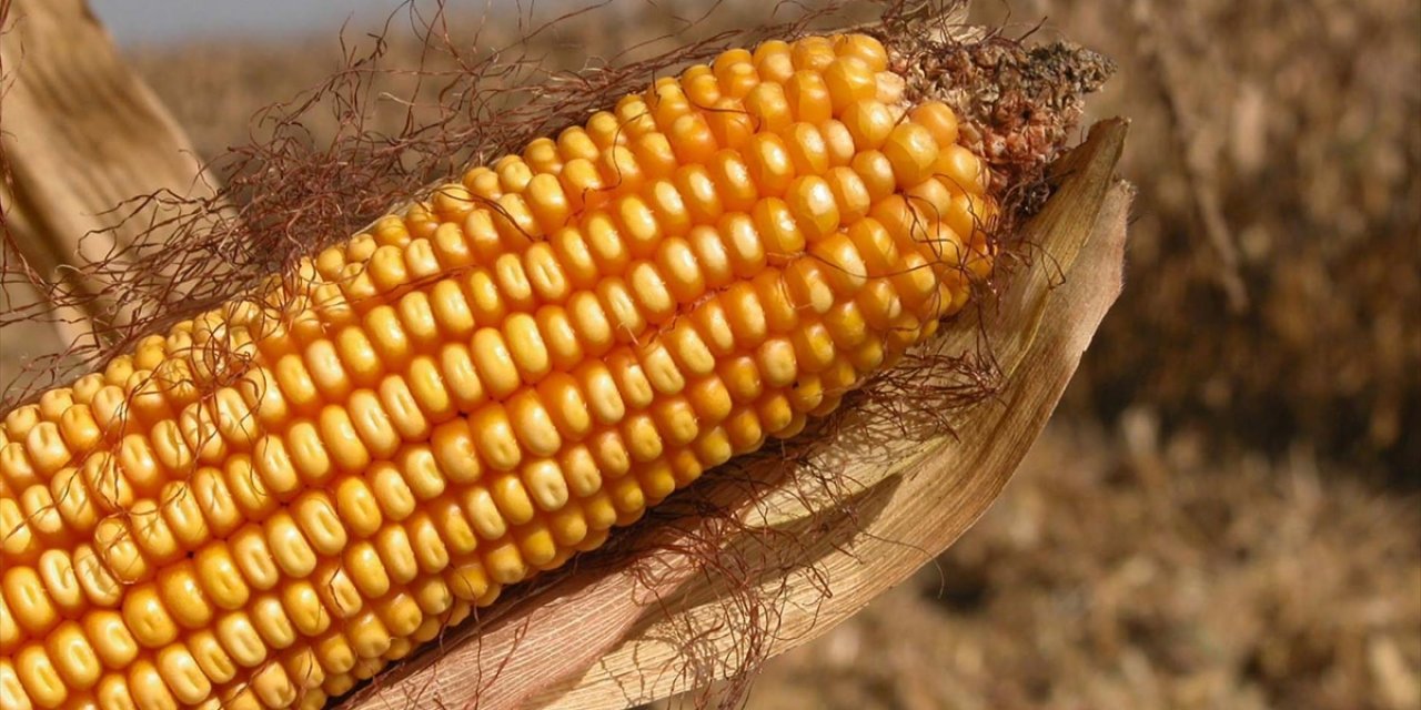 AB, Genetiği Değiştirilmiş Mısıra Onay Verdi