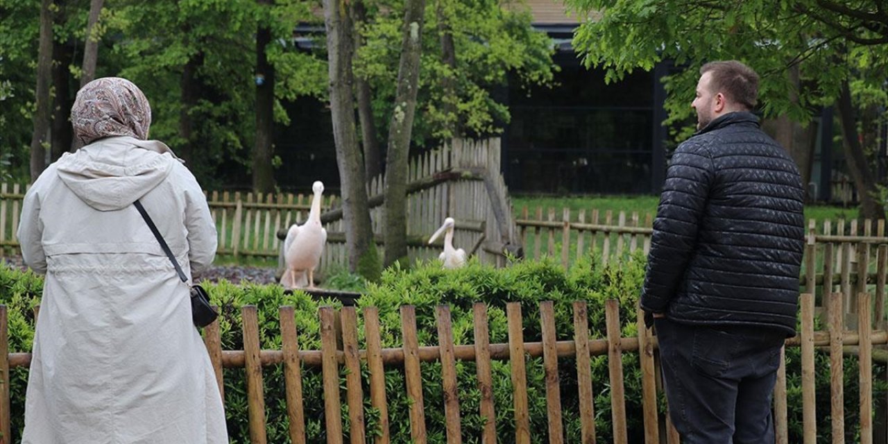Bayram Tatilinde Doğayla İç İçe Vakit Geçirmek İsteyenlerin Tercihi Ormanya Oldu