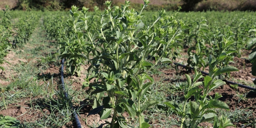 Stevia Bitkisi Yeni Gelir Kapısı Olacak