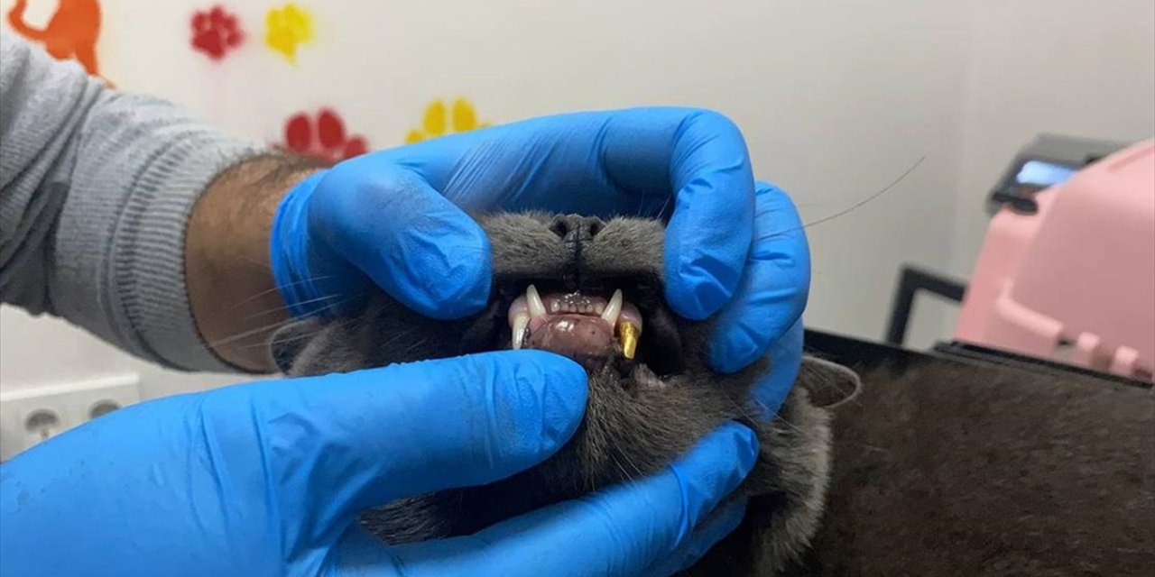 Zonguldak'ta Dişi Kırılan Kediye, 1,4 Gramlık Altın Diş Takıldı