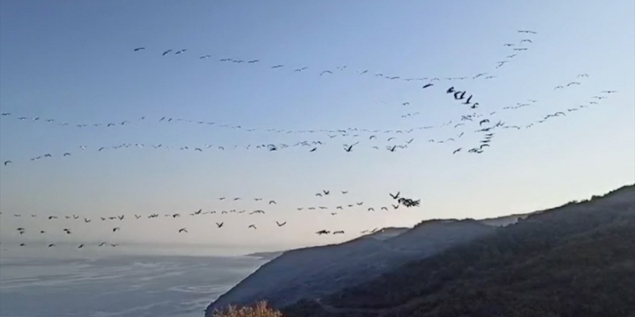 Tekirdağ'da Göç Eden Pelikanlar Görsel Şölen Oluşturdu