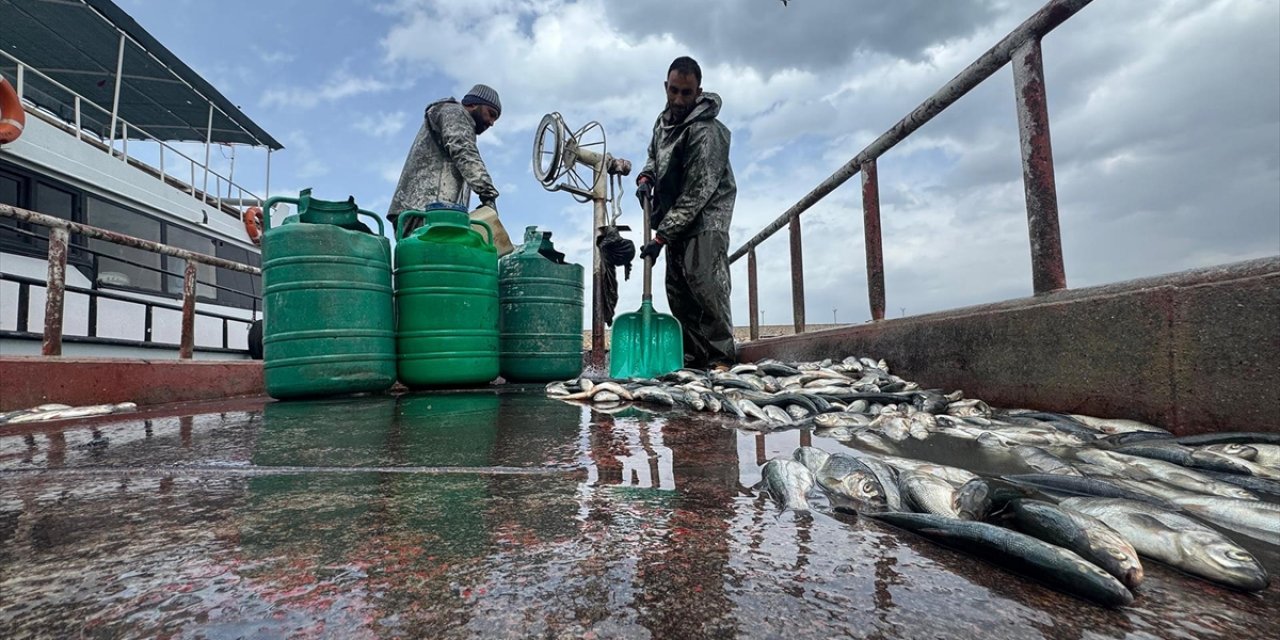 Van Gölü'ndeki İnci Kefali, Göç Yolculuğunda Sıkı Şekilde Korunacak