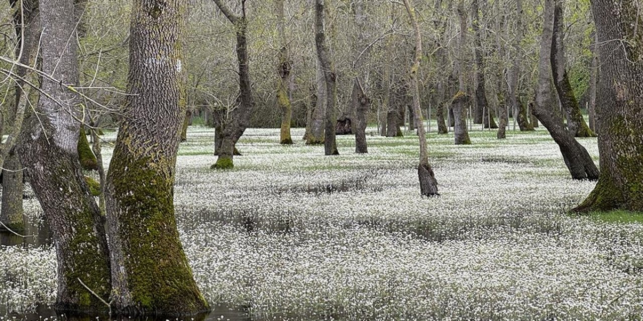 Kızılırmak Deltası'ndaki Galeriç Ormanları Su Düğün Çiçekleriyle Kaplandı
